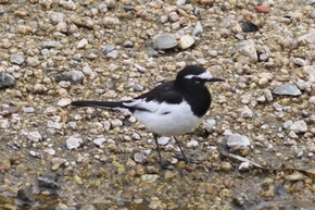 セグロセキレイ